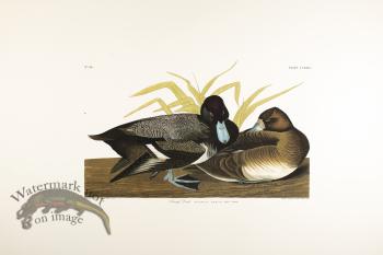 Scaup Duck